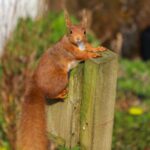 Squirrel (squirrel011) by HM - 
blank